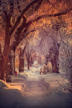 
                    
                        Photograph Winter Walk - Saskatchewan - Canada - by Ian McGregor on 500px
                    
                