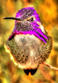 
                    
                        Costa's Hummingbird
                    
                