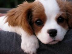 
                    
                        Cavalier King Charles Spaniel.
                    
                