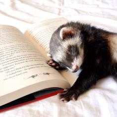 
                    
                        ... reading with your ferret... how to turn the page without wakening him is another story...
                    
                