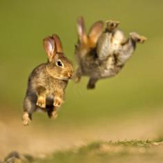 bABY BUNNIES | Baby rabbits play in the English countryside, Wiltshire,