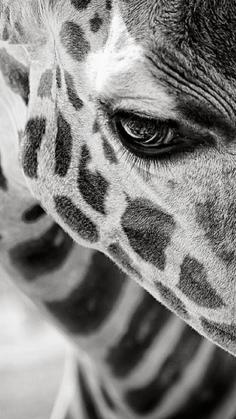 Black and white photo of a giraffe