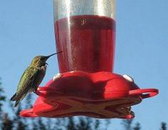 Enjoy the Clean Feeder