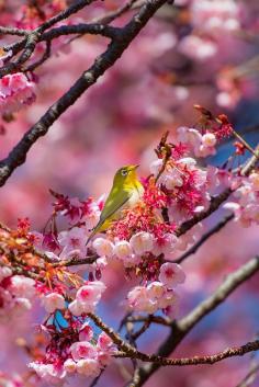 Beautiful bird amongst the Cherry blossoms in Tokyo, Japan.