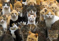 
                    
                        “We’ve been waiting for you.” | 18 Photos Of A Cat Island That Will Remind You How To Dream
                    
                