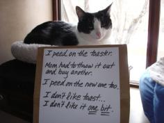 The Best of Cat Shaming - Part 9