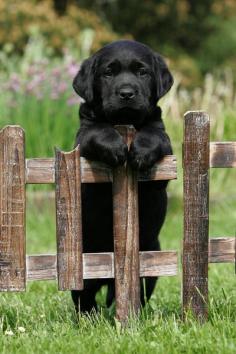 I am in love with this adorable black lab puppy! {Labrador Retriever} {Dog} {Pet Photography}