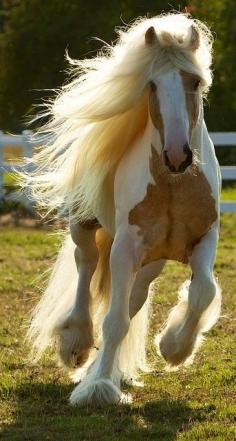 Gypsy Vanner Horse | Stallion | Palomino and White | Dragon Fire.  Can't get enough of these.