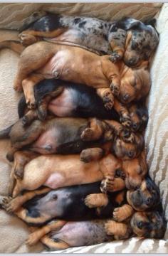 All the baby dachshunds!!!!!