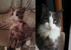 
                    
                        29 Before And After Photos Show What Love Does To Cats
                    
                