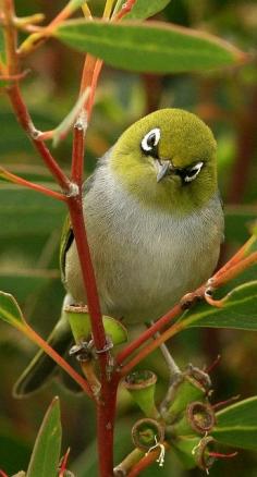 
                    
                        The Silvereye or Wax-eye (Zosterops lateralis) is a very small omnivorous passerine bird of the south-west pacific. In Australia and New Zealand.
                    
                