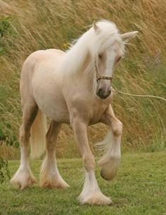 Gypsy horse