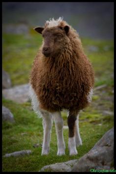 The Faroes is a breed of domestic sheep native to the Faroe Islands. One of the Northern European short-tailed sheep, it is a small, very hardy breed. Most closely related to the Old Norwegian and Icelandic breeds. The wool is double coated and is used for knitting yarns.