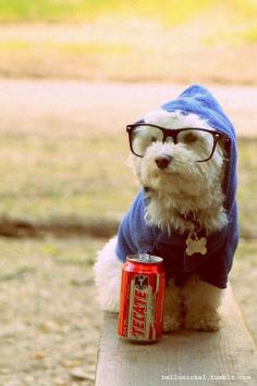 
                    
                        ......doggie hipster
                    
                