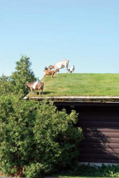 
                    
                        RICK WETHERBEE  What’s the easiest and safest method of mowing a green roof? Let the goats graze on it!  From MOTHER EARTH NEWS magazine.
                    
                