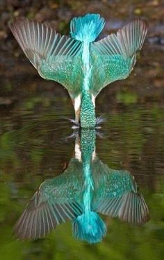 Kingfisher. A reflection of beauty