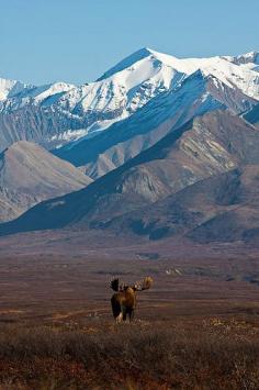 
                    
                        Moose wanders through tundra - Denali National Park, Alaska
                    
                