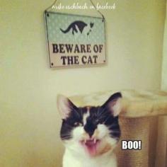
                    
                        Beware of the cat!
                    
                