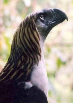 
                    
                        The Great Philippine Eagle - One of the Largest and Most Powerful Birds in the World.
                    
                