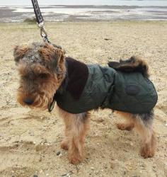 
                    
                        Ned the Welshie braving the sea air #dog #barbour #sea
                    
                