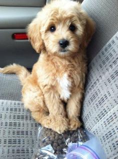 goldendoodle, cutest dog EVER!