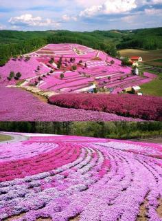 Shibazakura! Hokkaido, Japan - is it really these bright colours