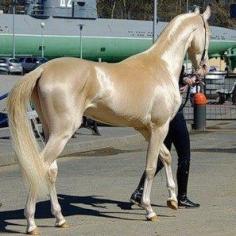 The Akhal-Teke is a horse breed from Turkmenistan. Only about 3,500 are left worldwide. Known for their speed and famous for the natural metallic shimmer of their coats.  I put this on my Art board, because I have never seen a more beautiful animal.