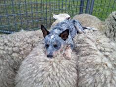
                    
                        Sheep dog - you're not doing it right.
                    
                