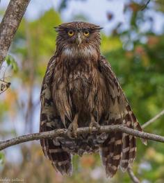 
                    
                        Brown Fish-Owl
                    
                