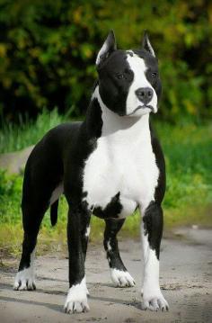 Black and White Pit Bull, so beautiful