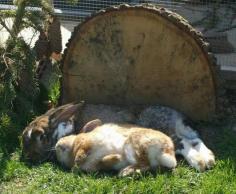 
                    
                        A pair of bunnies relax on the grass.
                    
                