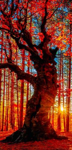 
                    
                        Autumn forest near the Belintash Rock landmark in the Rhodope Mountains of Bulgaria • Evgeni Dinev Photography
                    
                