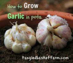 
                    
                        How to grow garlic in pots.
                    
                