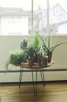 
                    
                        Pretty plants for a pretty house!
                    
                