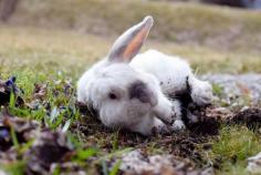 
                    
                        Somebunny has been rolling and digging in the dirt!
                    
                