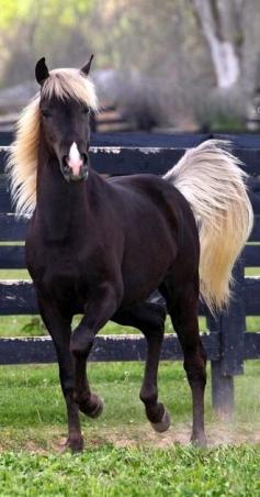 Beautiful horse with wonderfully contrasting, yet complimentary coloring