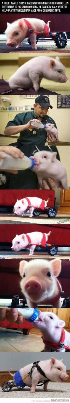 A piglet name Chris Bacon was born without his hind legs, but thanks to his caring owners, he can now walk with the help of a tiny wheelchair made out of children's toys.