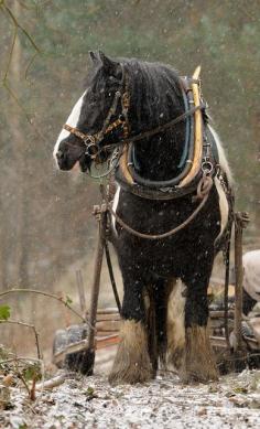 
                    
                        Horse in the snow.
                    
                