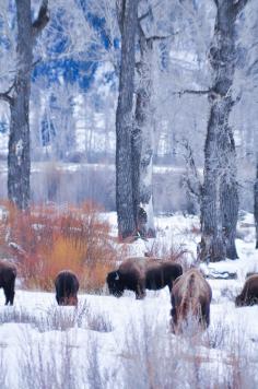 . Buffalo Grazing in the Heart of Yellowstone National Forest (Thats something beautiful)