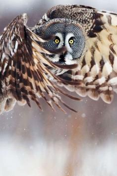 
                    
                        Owl in flight
                    
                
