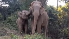 
                    
                        After Being Sold To Give Rides, A Baby Elephant Had A Heartwarming Reunion With Her Mother
                    
                