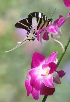 Beautiful Butterflies in the Garden!