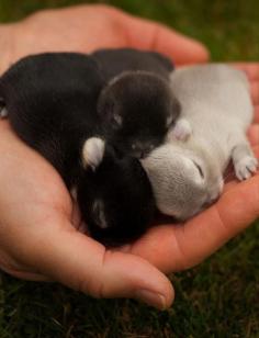 A Handful Of Baby Bunnies how adorable!!!