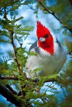 
                    
                        Red Crested Cardinal
                    
                
