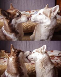 
                    
                        How to french kiss... according to a Husky
                    
                