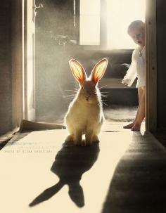 the ears.. by Elena Shumilova. light. bunny rabbit