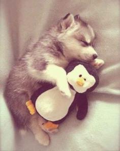 
                    
                        So little puppies have to take little puppy naps: | 20 Puppies Cuddling With Their Stuffed Animals During Nap Time
                    
                