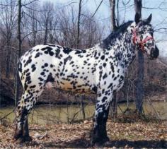 Today only twelve Sugarbush Draft Horses remain in existence, making this a seriously endangered breed. Today’s Sugarbush Draft Horses are smaller than the average draft, standing between 15.2 and 16.2 hands and weighing around 1,700 pounds