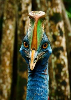 Lae cassowary.  Cassowaries are large flightless birds (smaller than ostrich and emu) that live in the tropical forests of Papua New Guinea, nearby islands and northeastern Australia.