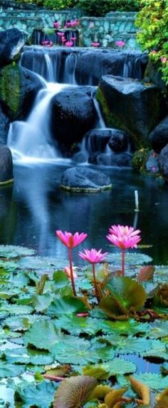 Lotus flowers & #Waterfall in Bali, Indonesia. #travel #lotus #bali #island #indonesia #nature